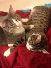 Andy (must be adopted with Ella)