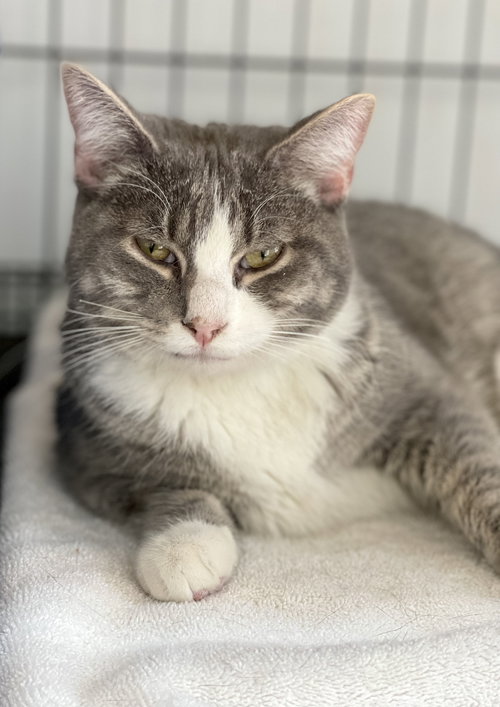 Andy (must be adopted with Ella)