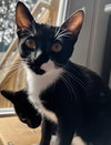Crimson (must be adopted w/Acorn)