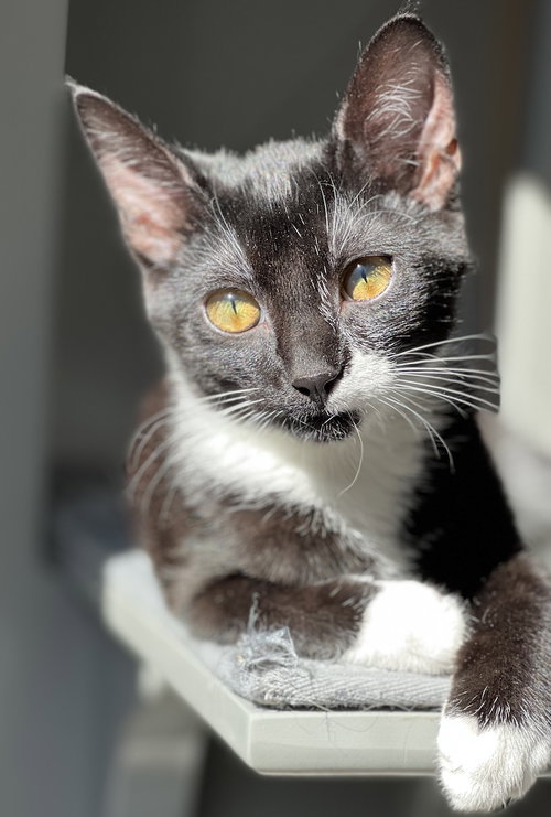 Crimson (must be adopted w/Acorn)