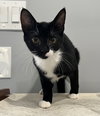 Crimson (must be adopted w/Acorn)