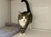 Ella (must be adopted with Andy)