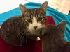 Ella (must be adopted with Andy)