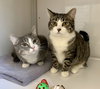 Ella (must be adopted with Andy)