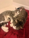 Ella (must be adopted with Andy)