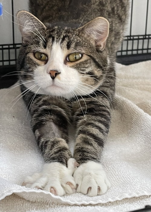 Ella (must be adopted with Andy)