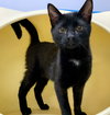 Pearl (must be adopted with Opal)