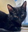 Pearl (must be adopted with Opal)