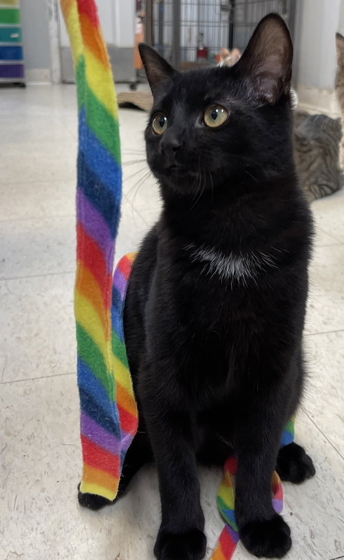 Pearl (must be adopted with Opal)