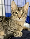 Opal (must be adopted with Pearl)
