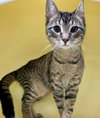 Opal (must be adopted with Pearl)