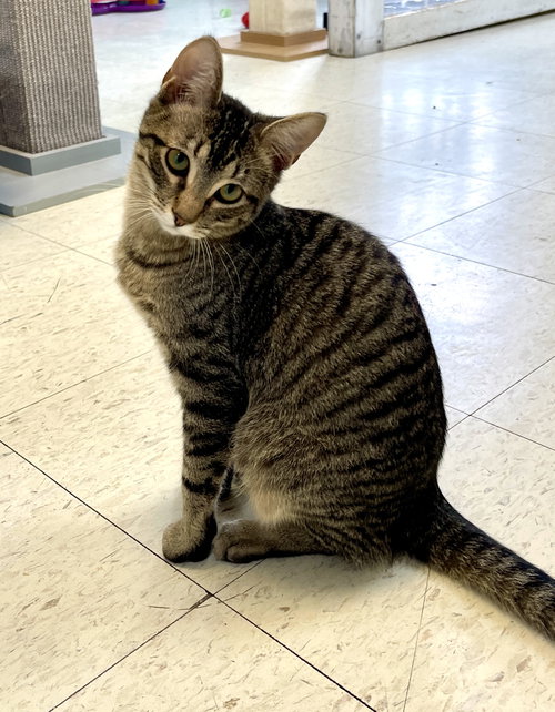 Opal (must be adopted with Pearl)