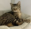 Patton (Tripod)