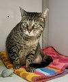Patton (Tripod)