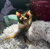 Lily (must be adopted w/ Huckleberry) - St. Thomas