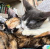 Lily (must be adopted w/ Huckleberry) - St. Thomas