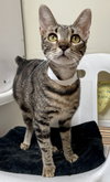 Coki (must be adopted w/ Magens) - St Thomas