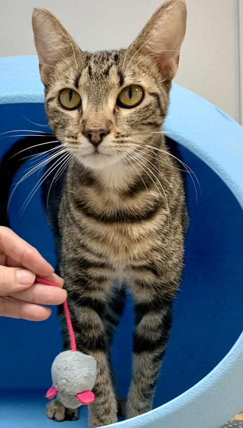 Coki (must be adopted w/ Magens) - St Thomas