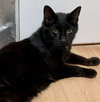 Boo and Baby (Sweet Seniors)