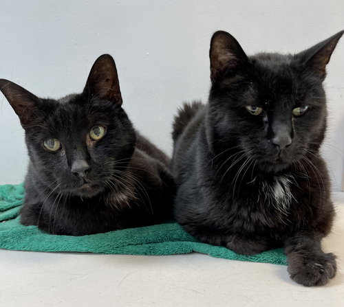 Boo and Baby (Sweet Seniors)