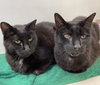 Boo and Baby (Sweet Seniors)