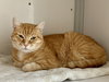 Cowley (must be adopted with Moon)