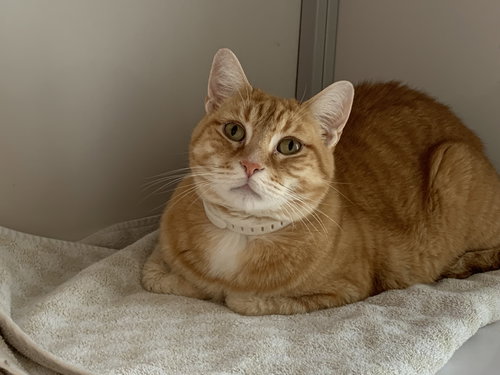Cowley (must be adopted with Moon)