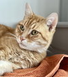 Cowley (must be adopted with Moon)