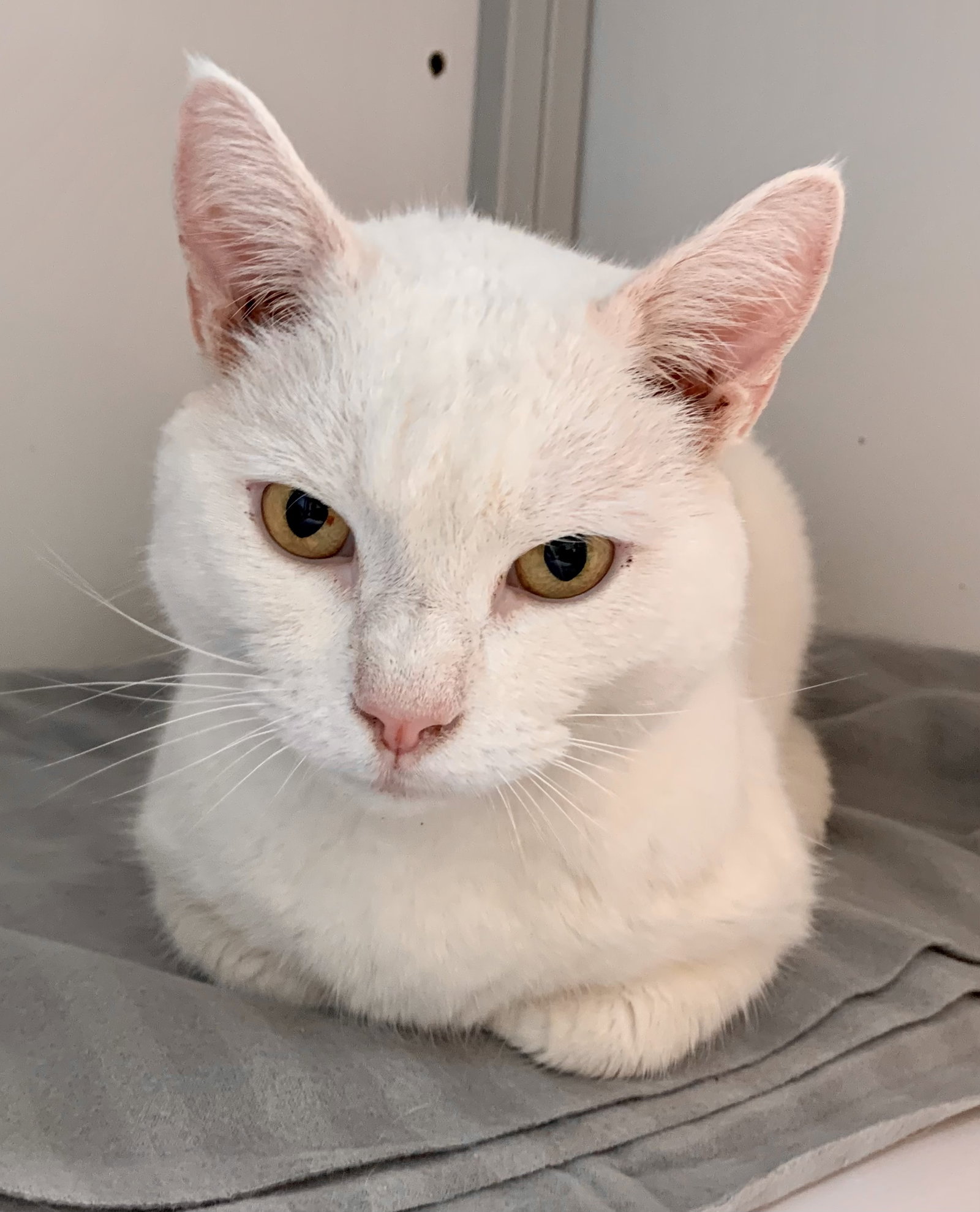 Cats for Adoption in Montclair, Virginia Alpha Paw