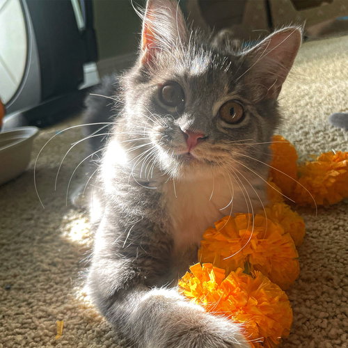 Ella