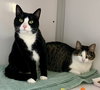 Chevi and Harper