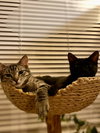 Aggie and Pippa