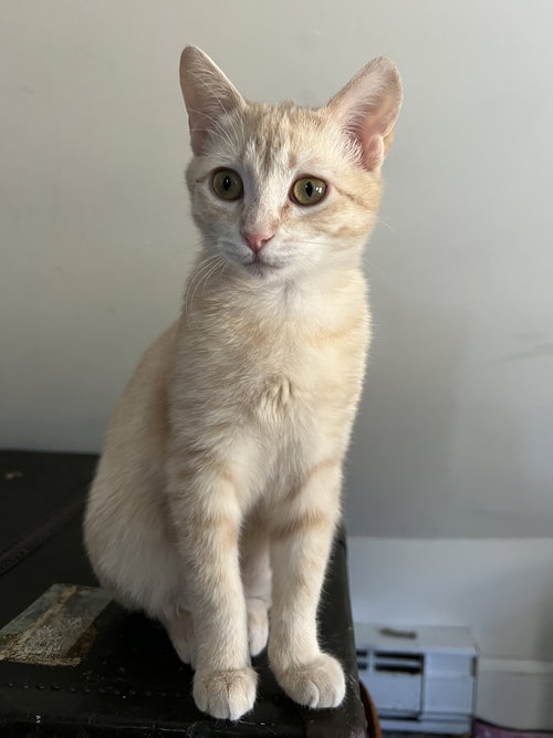 Lil Orange (must be adopted w/Greysmoke)