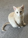 Lil Orange (must be adopted w/Greysmoke)
