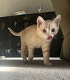Lil Orange (must be adopted w/Greysmoke)