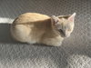 Lil Orange (must be adopted w/Greysmoke)