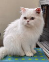 Sultana