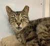 Sunray (FIV+)