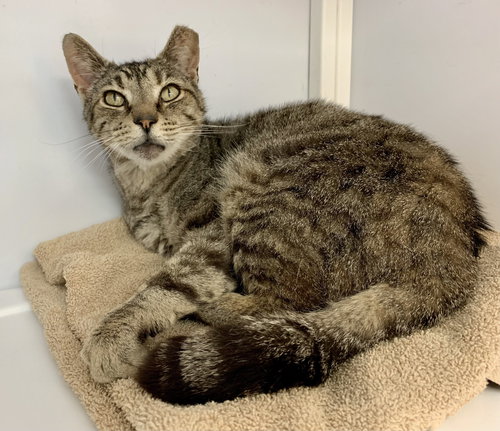 Sunray (FIV+)