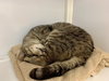 Sunray (FIV+)