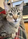Azalea and Carly (Kittens)
