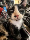 Azalea and Carly (Kittens)