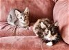 Azalea and Carly (Kittens)