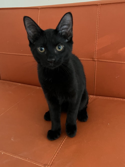 Amarena (kitten)