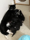 Amarena (kitten)