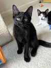 Amarena (kitten)