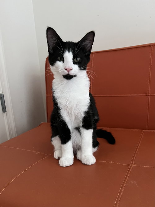 Chelan (kitten)