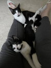 Chelan (kitten)