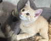 Mint (kitten)