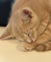Mint (kitten)